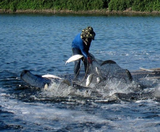 台灣漁民與魚塭